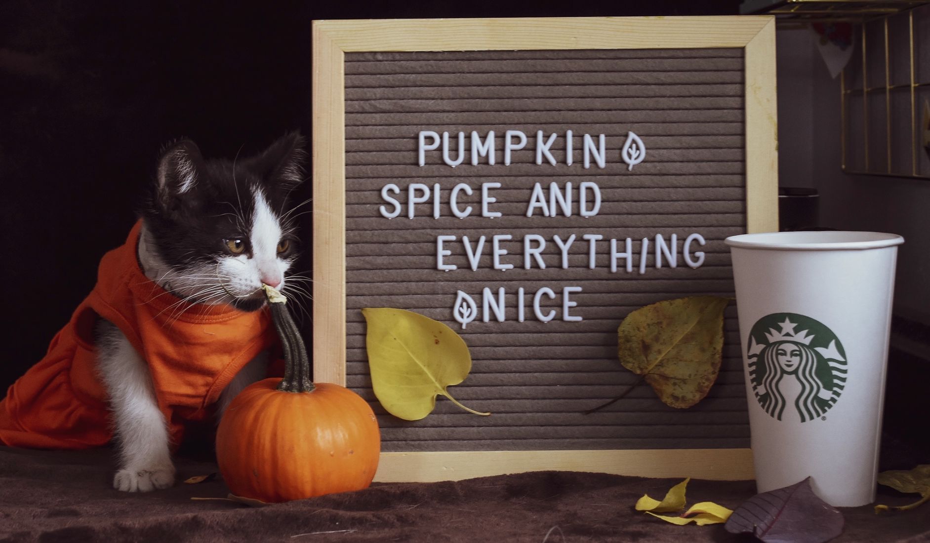 kitten pumpkin eb.jpg